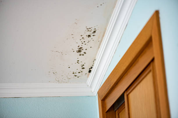 Best Basement Mold Remediation in Fall River, WI