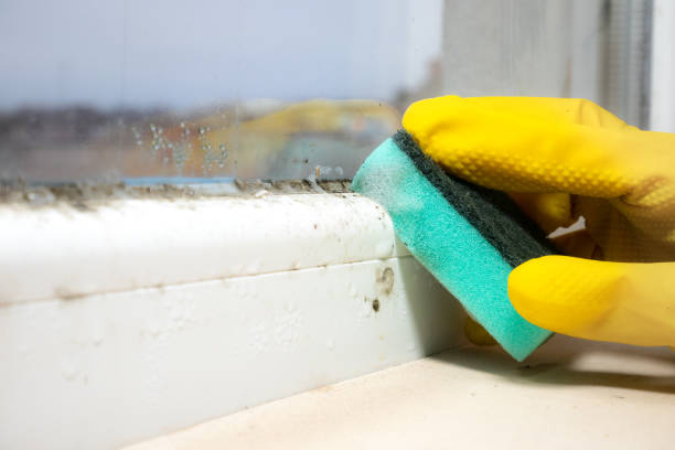 Best Bathroom Mold Remediation in Fall River, WI