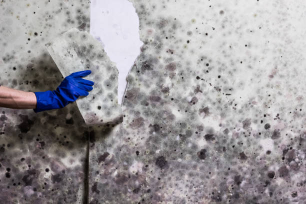 Best Preventive Mold Services in Fall River, WI
