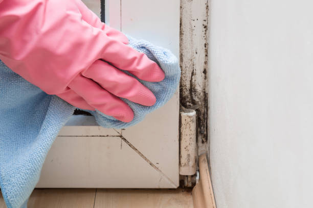 Best Insurance-Related Mold Remediation in Fall River, WI