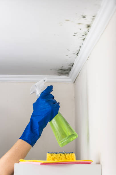 Best Post-Flood Mold Remediation in Fall River, WI