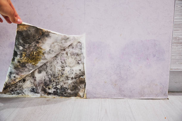 Best Localized Mold Remediation (e.g., coastal areas, humid climates) in Fall River, WI